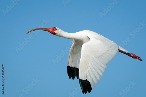 White Ibis Flight