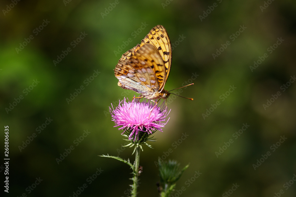 Butterfly resting on purple flower Butterfly resting on purple flower