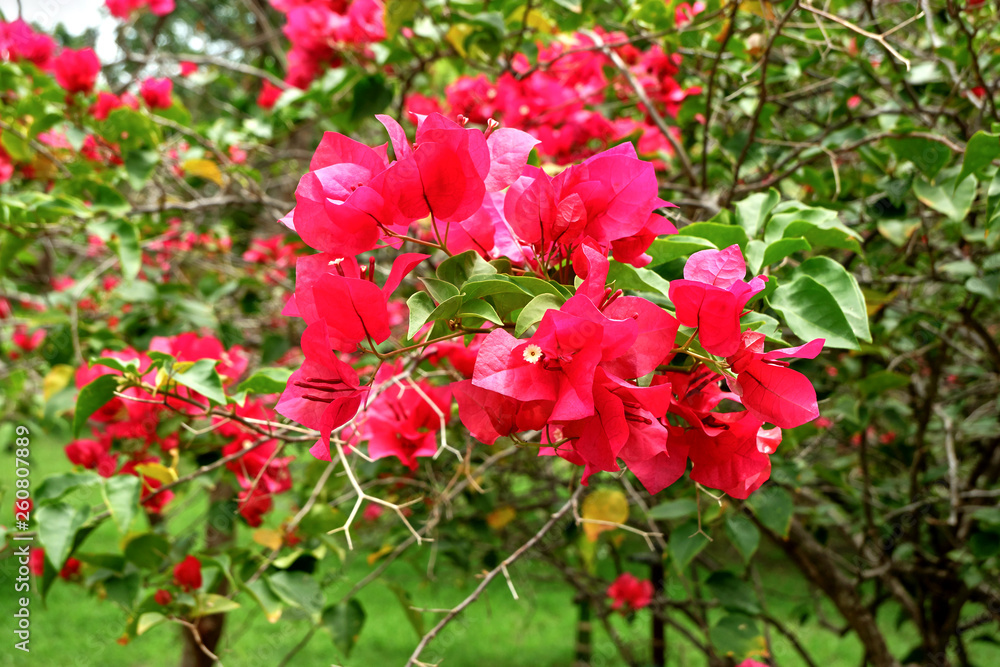 red flowers in the garden