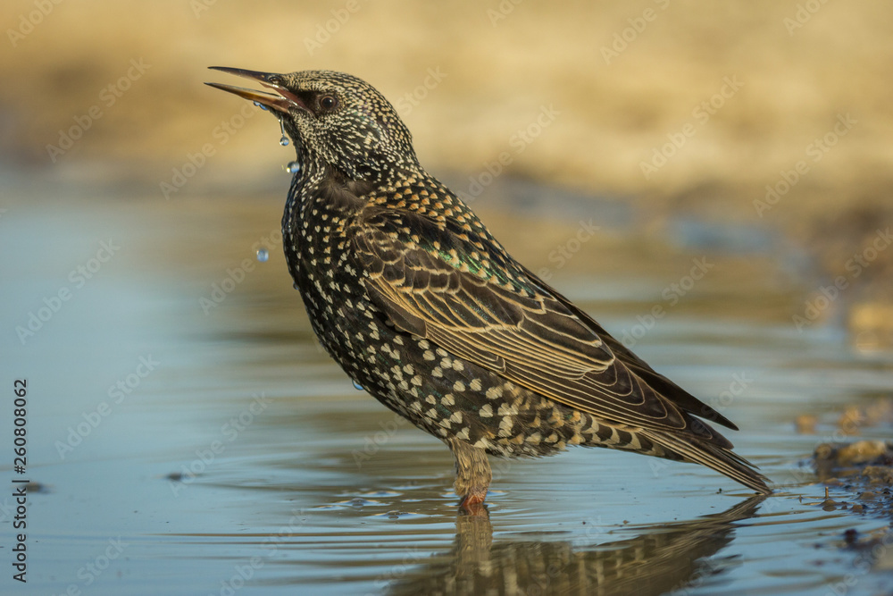 Fototapeta premium Estornino pinto