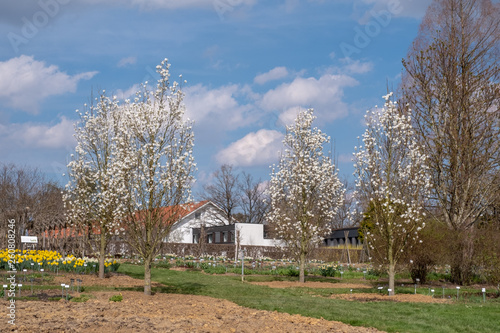 Magnolioa kobus 'Isis' © progarten