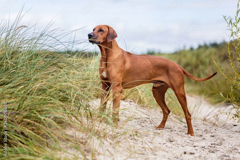 Rhodesian ridgeback dog on the sea shore Rhodesian ridgeback dog on the sea shore