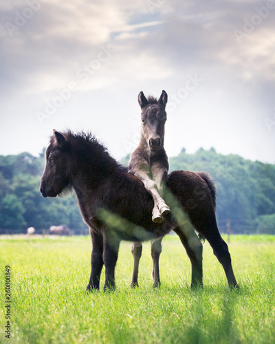 Fotografia Two little Shetland pony foals playing in the field