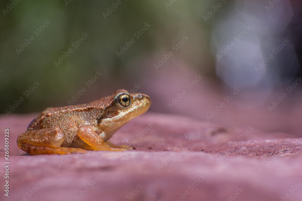 Obraz premium Rana bermeja