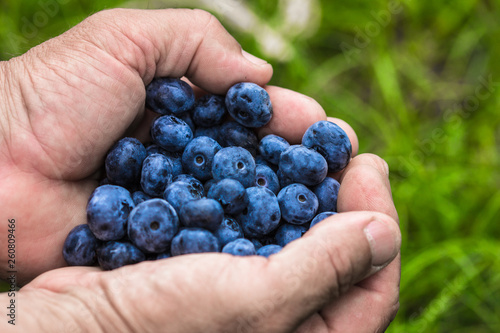 old man with handful of freshly picked blueberries. Fresh blue berries fruits presented in girl hands. Conceptual picture for healthy vegetarian lifestyle.