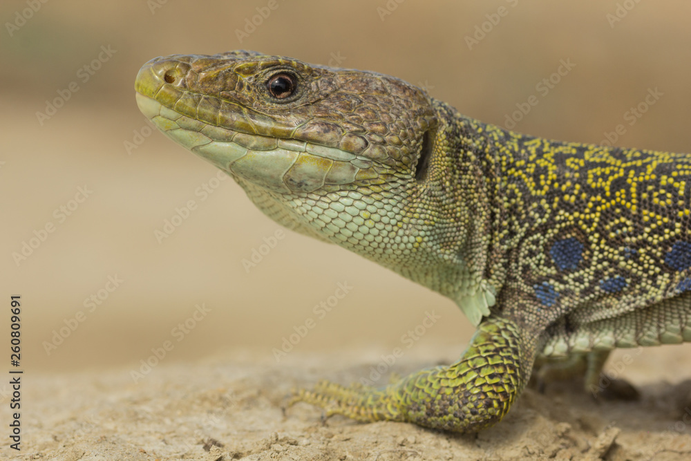 Naklejka premium Lagarto ocelado