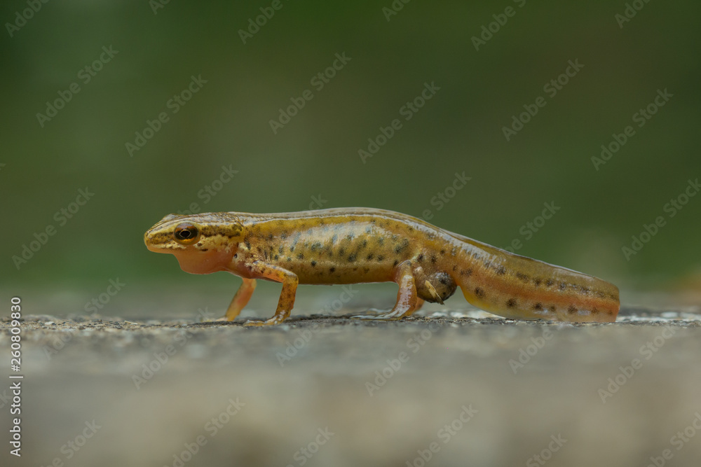 Naklejka premium Triton palmeado