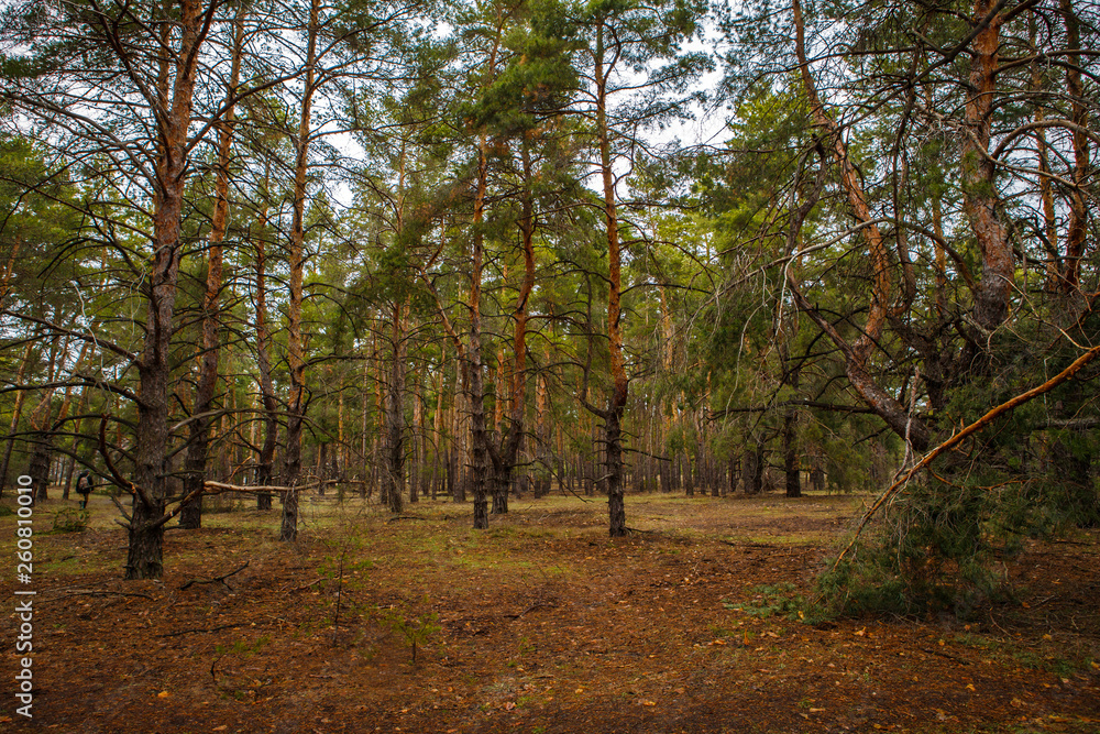 Fototapeta premium thick pine forest. Russian landscape