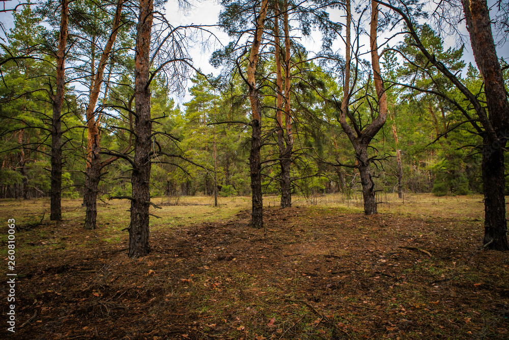 Obraz premium thick pine forest. Russian landscape