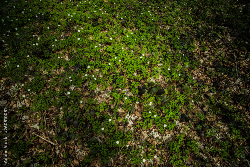 Bright beech forest in the spring, the first flowers.