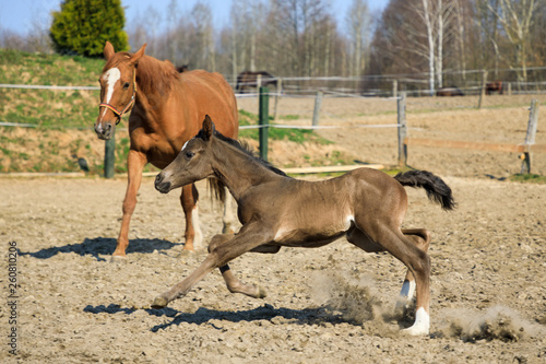 The foal is running around his mother in the meadow, spring time
