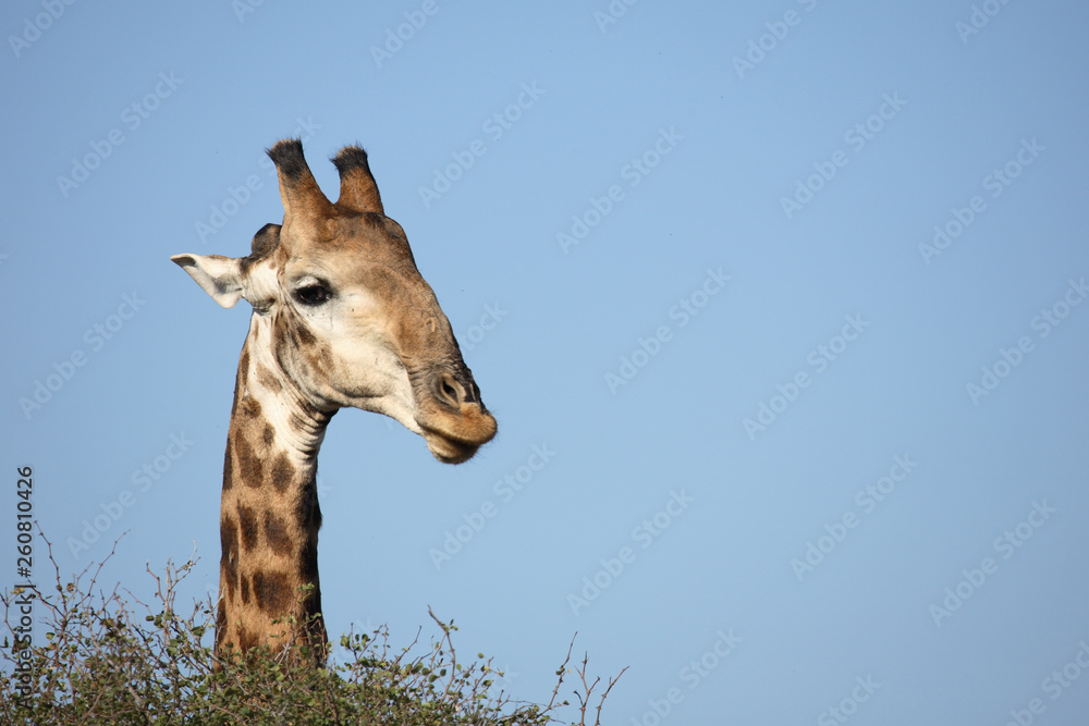 Giraffe / Giraffe / Giraffa Camelopardalis Giraffe / Giraffe / Giraffa Camelopardalis