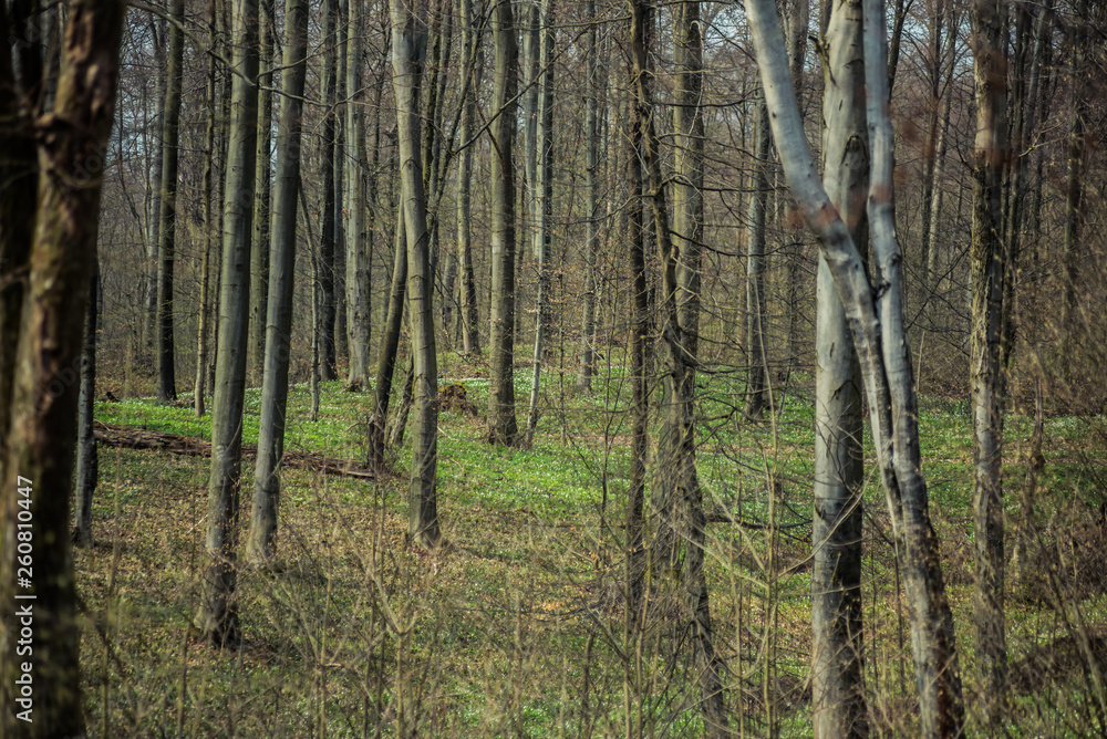 Bright beech forest in the spring, the first flowers. Bright beech forest in the spring, the first flowers.