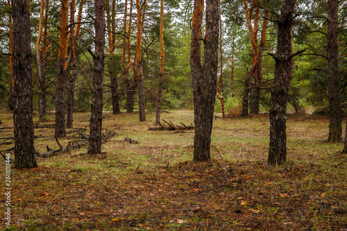 thick pine forest. Russian landscape