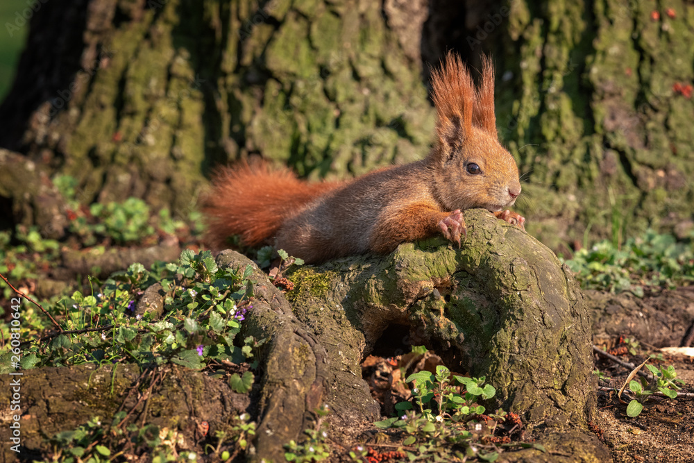 Fototapeta premium Red squirrel relaxing in the sun