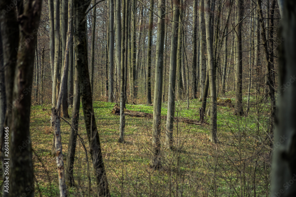 Bright beech forest in the spring, the first flowers. Bright beech forest in the spring, the first flowers.
