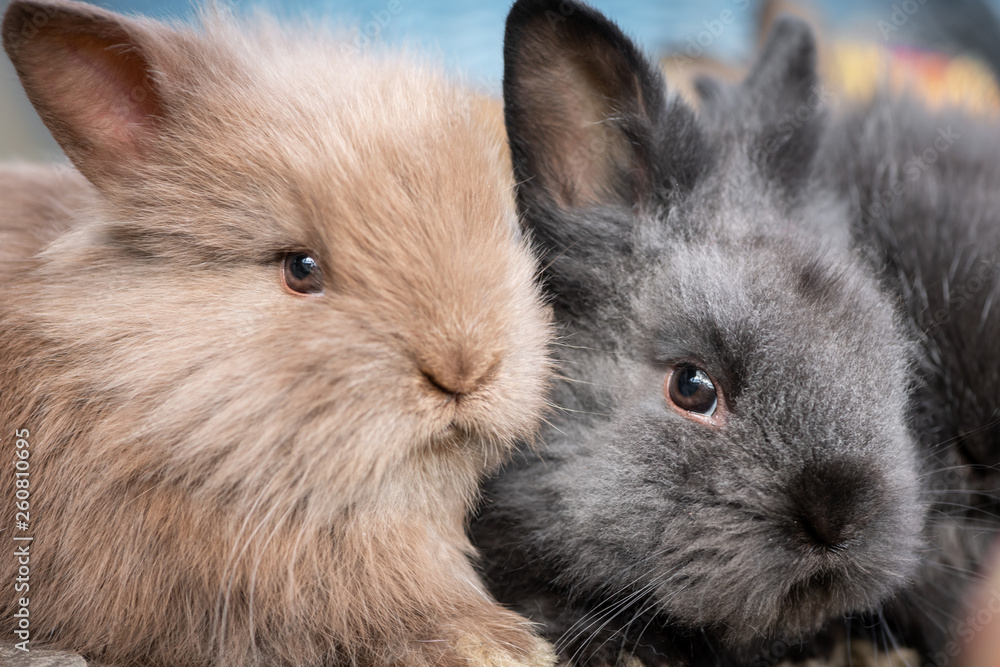 Obraz premium Closeup portrait of two young cuddling rabbits