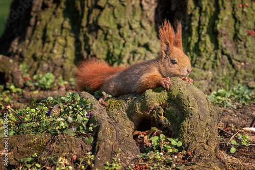 Red squirrel relaxing in the sun