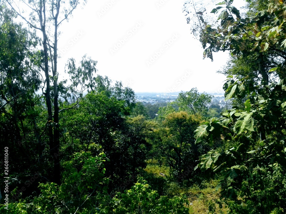 Fototapeta premium trees and sky