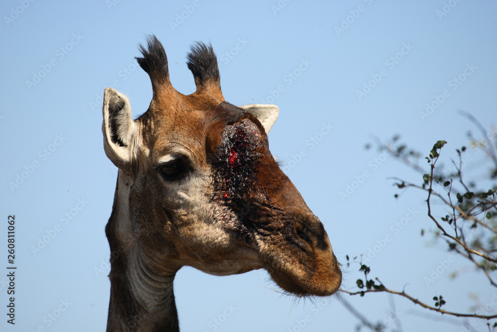 Fototapeta premium Giraffe / Giraffe / Giraffa Camelopardalis