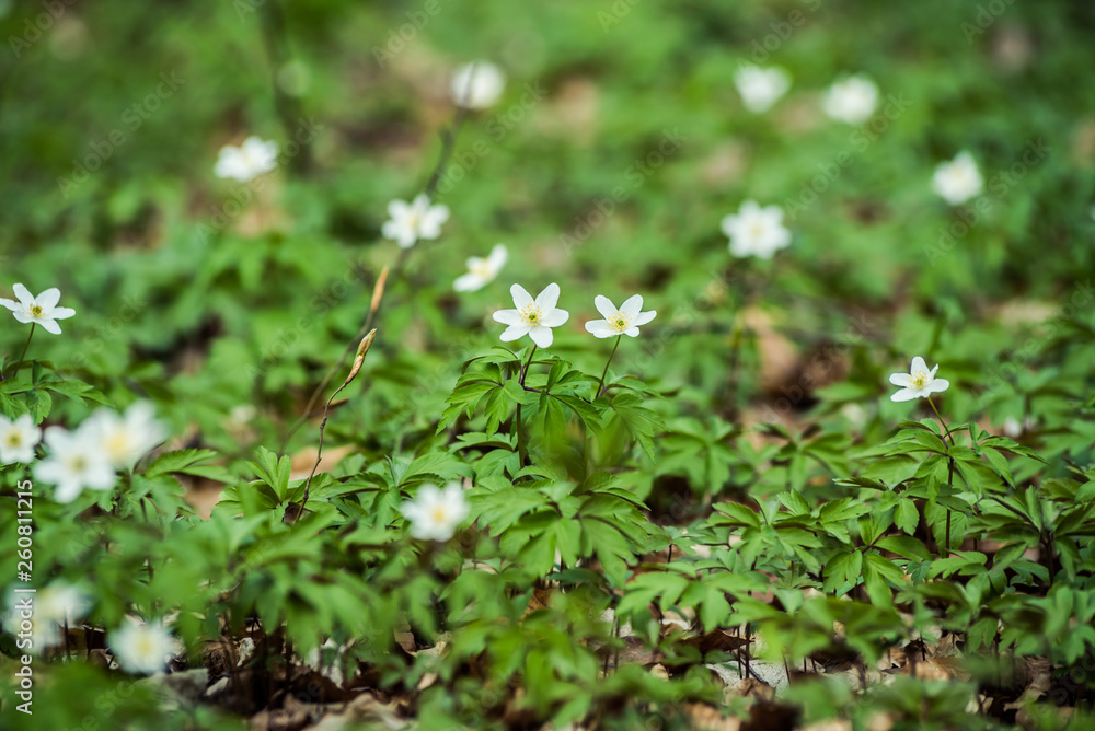 Bright beech forest in the spring, the first flowers. Bright beech forest in the spring, the first flowers.
