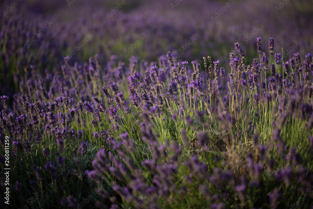 Naklejka premium Lavendel