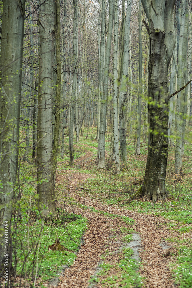 Bright beech forest in the spring, the first flowers. Bright beech forest in the spring, the first flowers.