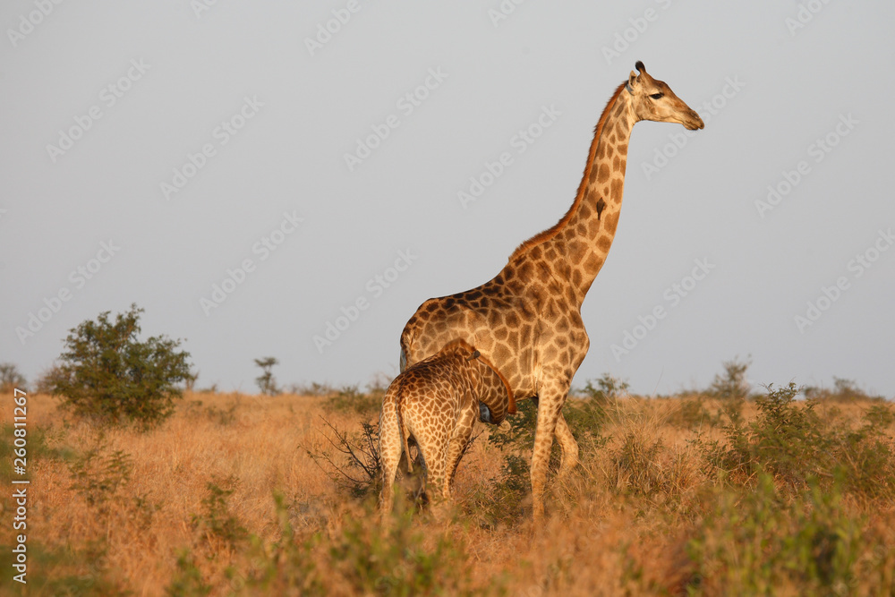 Obraz premium Giraffe / Giraffe / Giraffa Camelopardalis