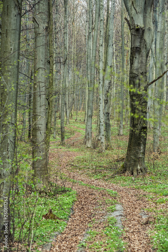 Bright beech forest in the spring, the first flowers.