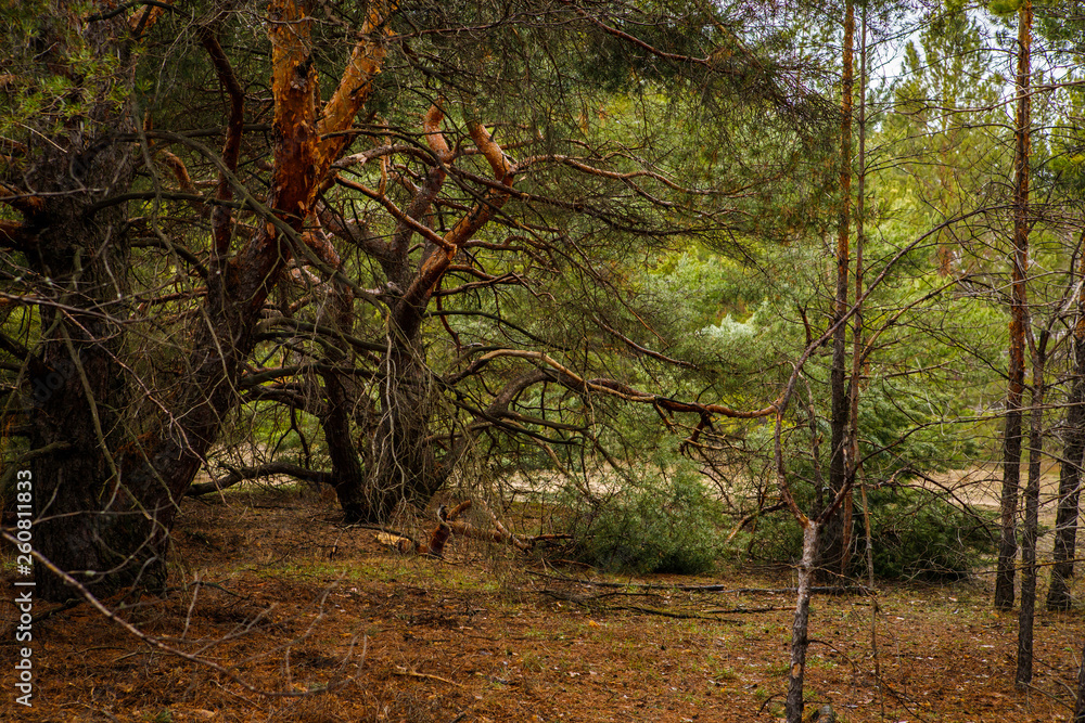 Naklejka premium thick pine forest. Russian landscape