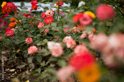 Buntes Rosenbeet © Susann Bausbach