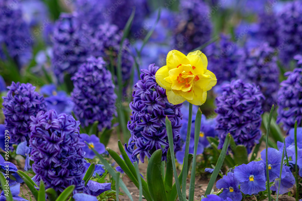 Spring in Sofia. Daffodil against the background of violet hyacinths.