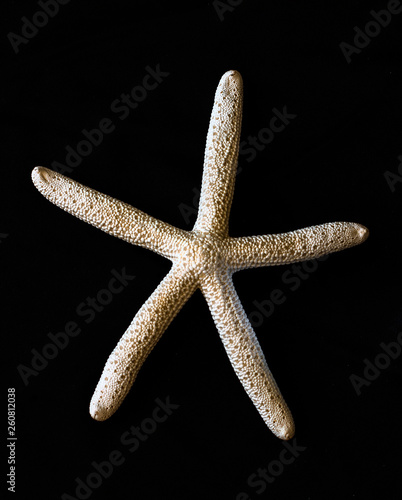 starfish