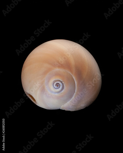 seashell white light