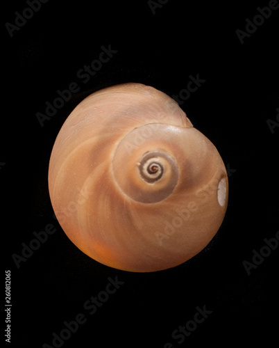 spiral seashell