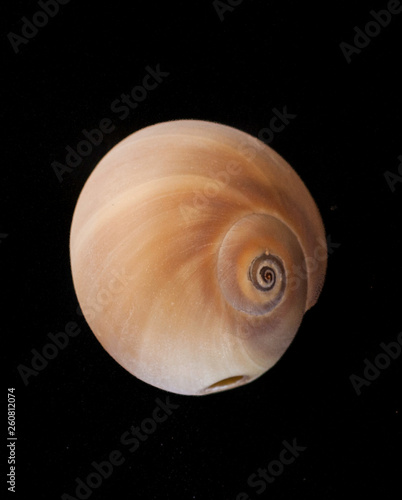 seashell
