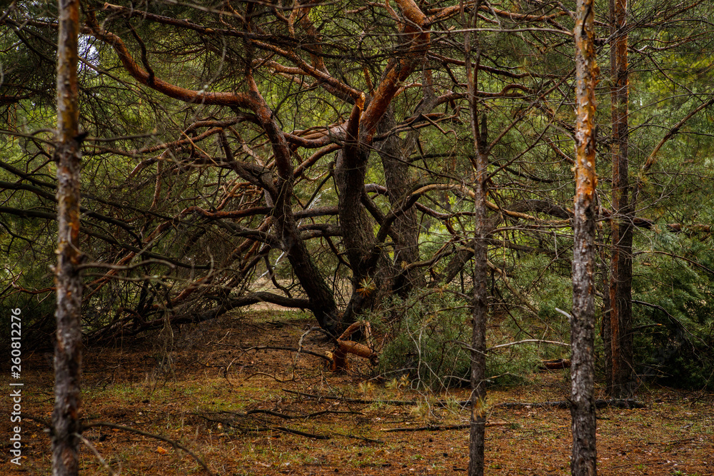 Naklejka premium thick pine forest. Russian landscape