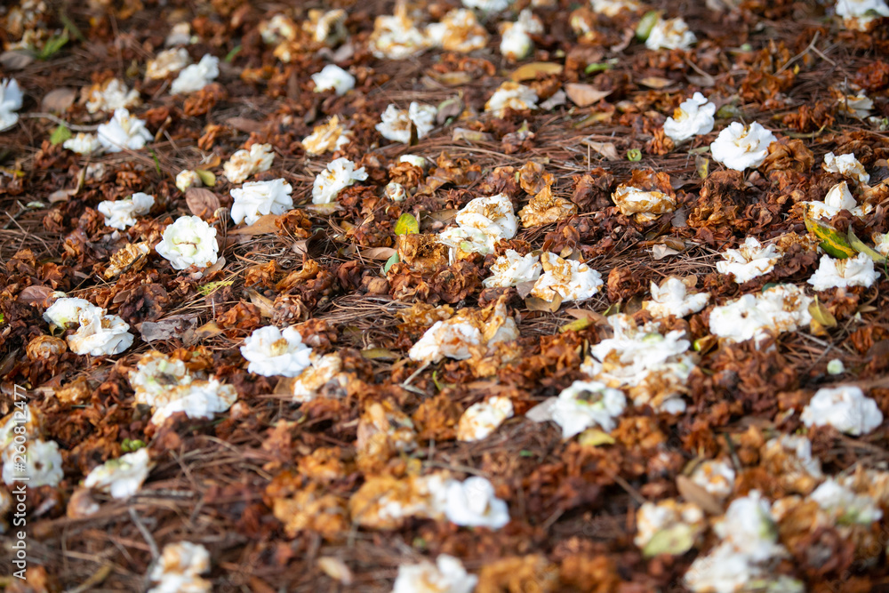 Dead Flowers fallen from a tree as Spring ends and summer begins Dead Flowers fallen from a tree as Spring ends and summer begins