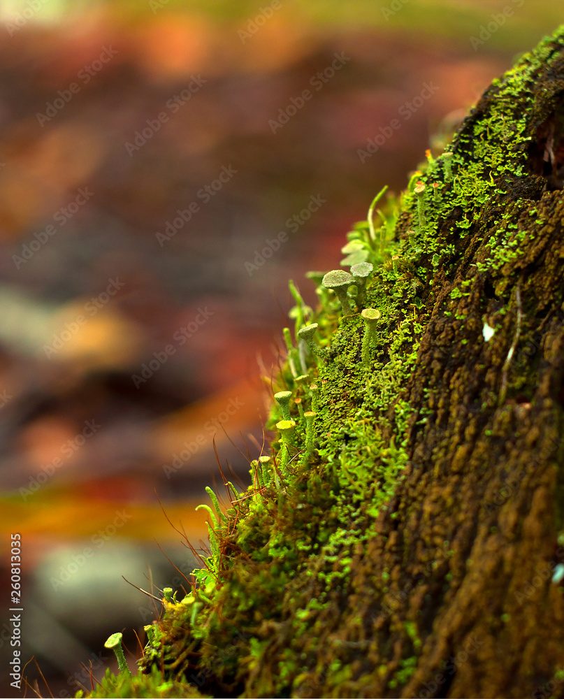 Obraz premium moss on a tree in the forest