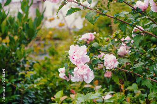 Blooming garden in Japan. Camelia trees blossom. Beautiful pink flowers. © Ольга Ким