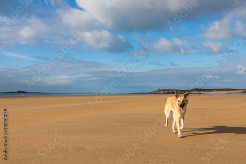 Hunde am Strand