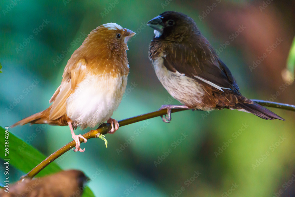 Fototapeta premium Two Society Finch birds, Bloedel Conservatory Vancouver BC, Canada