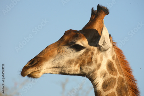 Photography Giraffe / Giraffe / Giraffa Camelopardalis