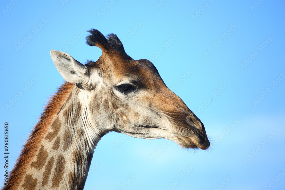 Naklejka premium Giraffe / Giraffe / Giraffa Camelopardalis