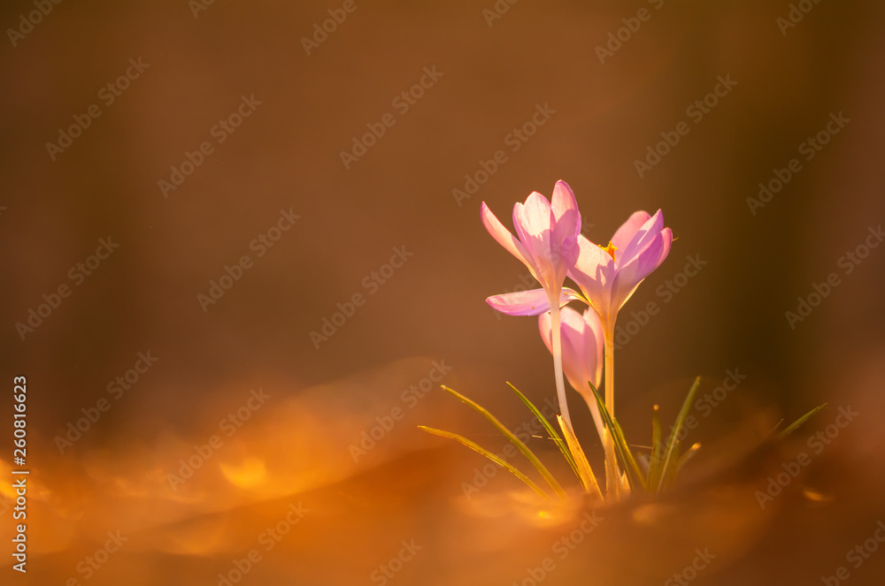 Fototapeta premium Krokusse im Gegenlicht