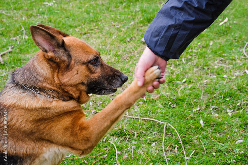 German shepherd breed dog gives paw. Dog walking. Friendship of people with animals concept. © Ganna Zelinska