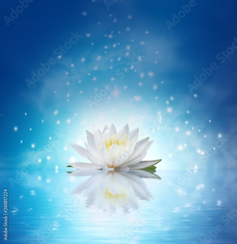 Beautiful water lily isolated on white background.Lotus flower