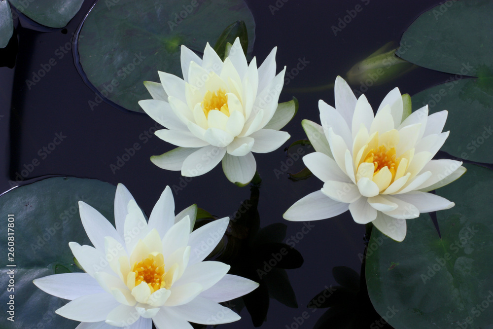 Beautiful water lily flowers in the lake .Nymphaeas reflection in the pond.Floral summer spring background