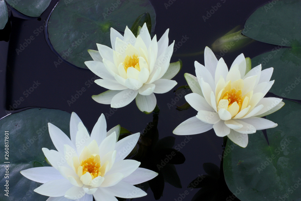 Beautiful water lily flowers in the lake .Nymphaeas reflection in the pond.Floral summer spring background Beautiful water lily flowers in the lake .Nymphaeas reflection in the pond.Floral summer spring background