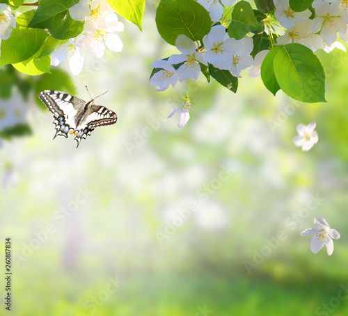 Apple tree blossoms with green leaves Spring flowers  and a flying butterfly. Green nature blurred background. © Lilya
